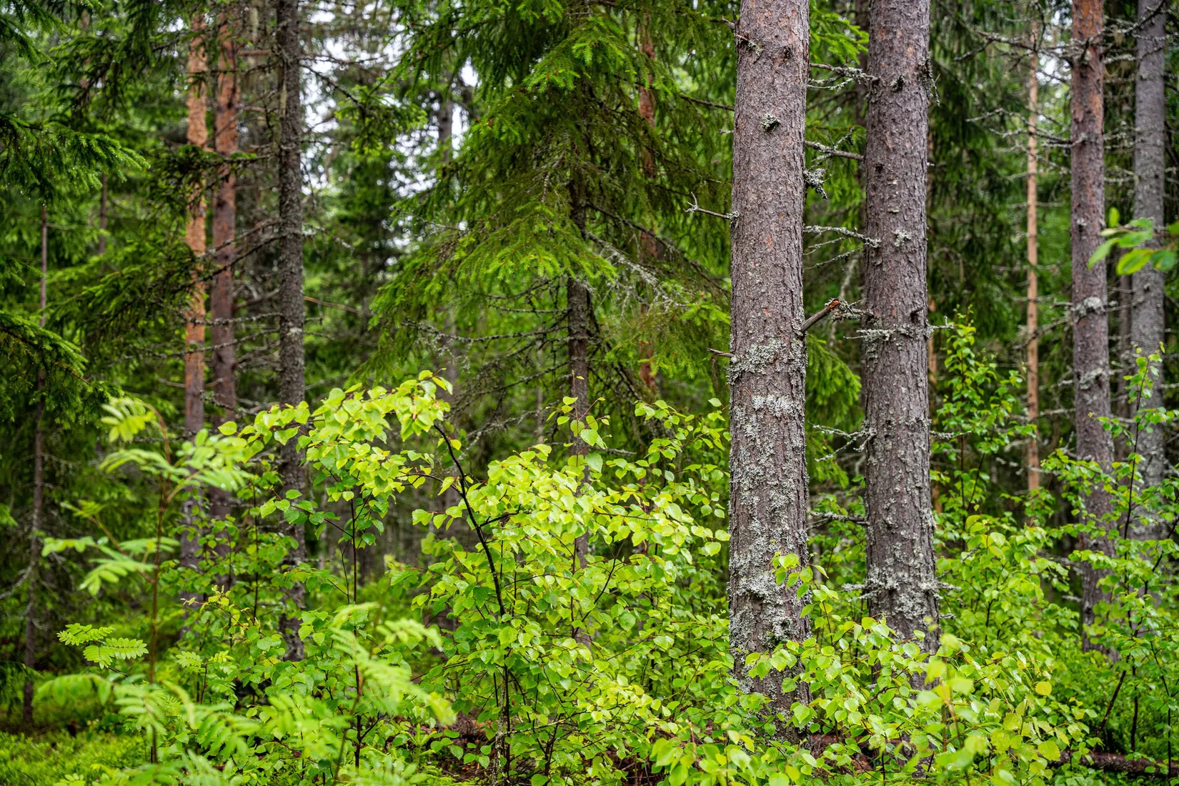 Gård/Skog, Örnsköldsvik Norrgissjö 3:5, Norrgissjö, Örnsköldsvik