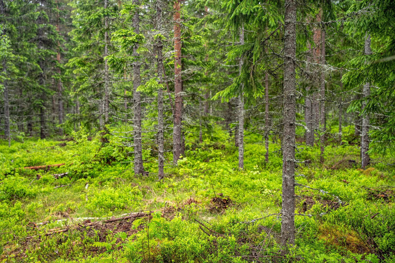 Gård/Skog, Örnsköldsvik Norrgissjö 3:5, Norrgissjö, Örnsköldsvik