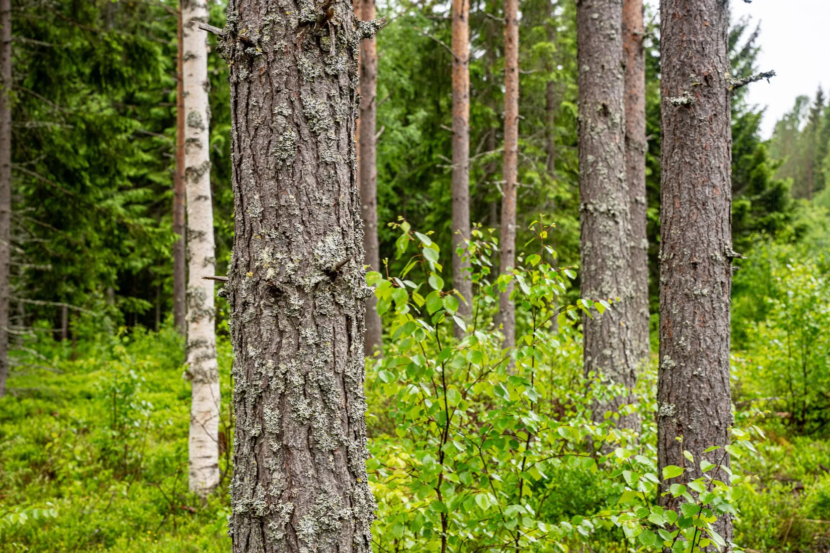 Gård/Skog, Örnsköldsvik Norrgissjö 3:5, Norrgissjö, Örnsköldsvik