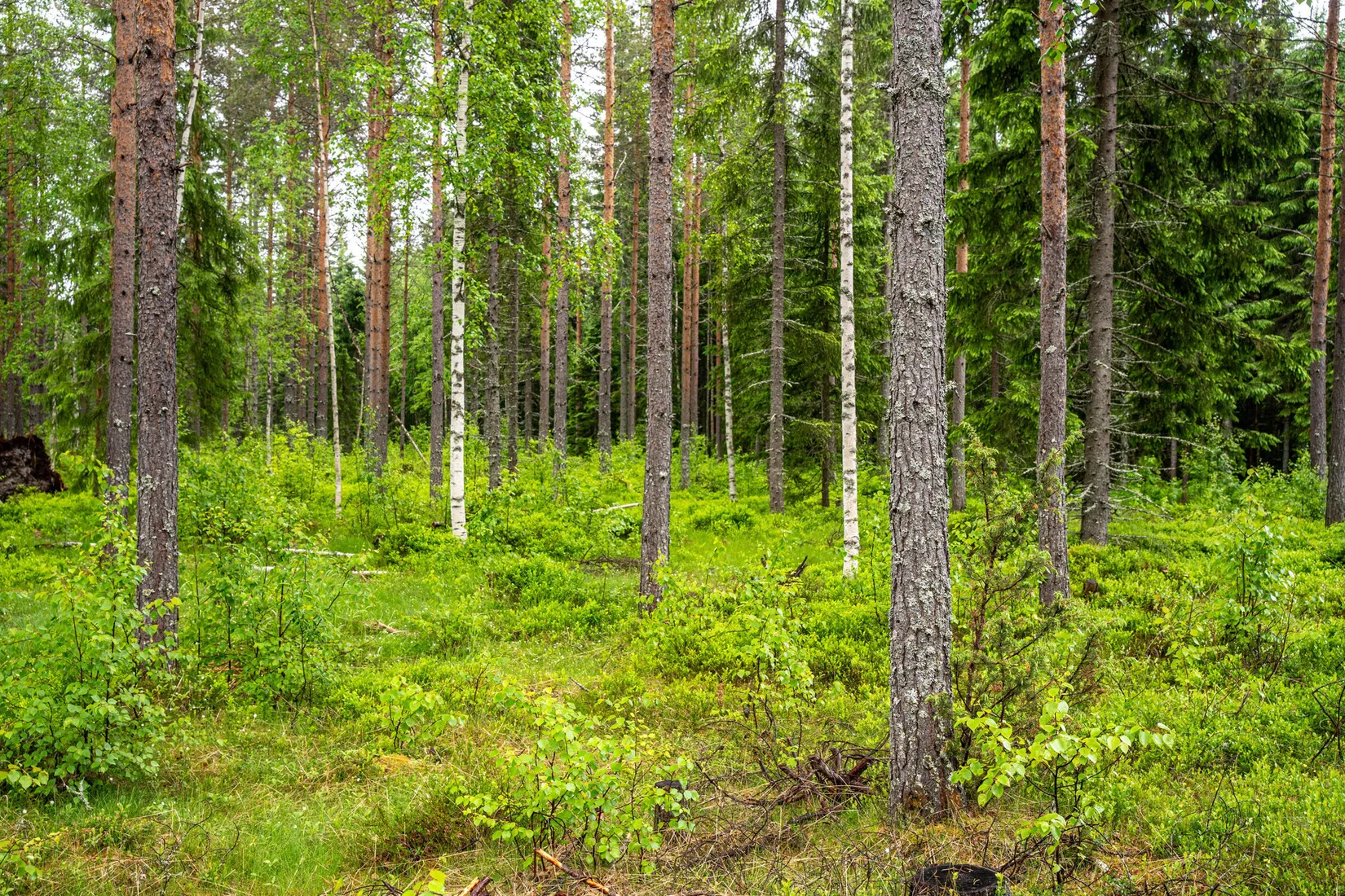 Gård/Skog, Örnsköldsvik Norrgissjö 3:5, Norrgissjö, Örnsköldsvik