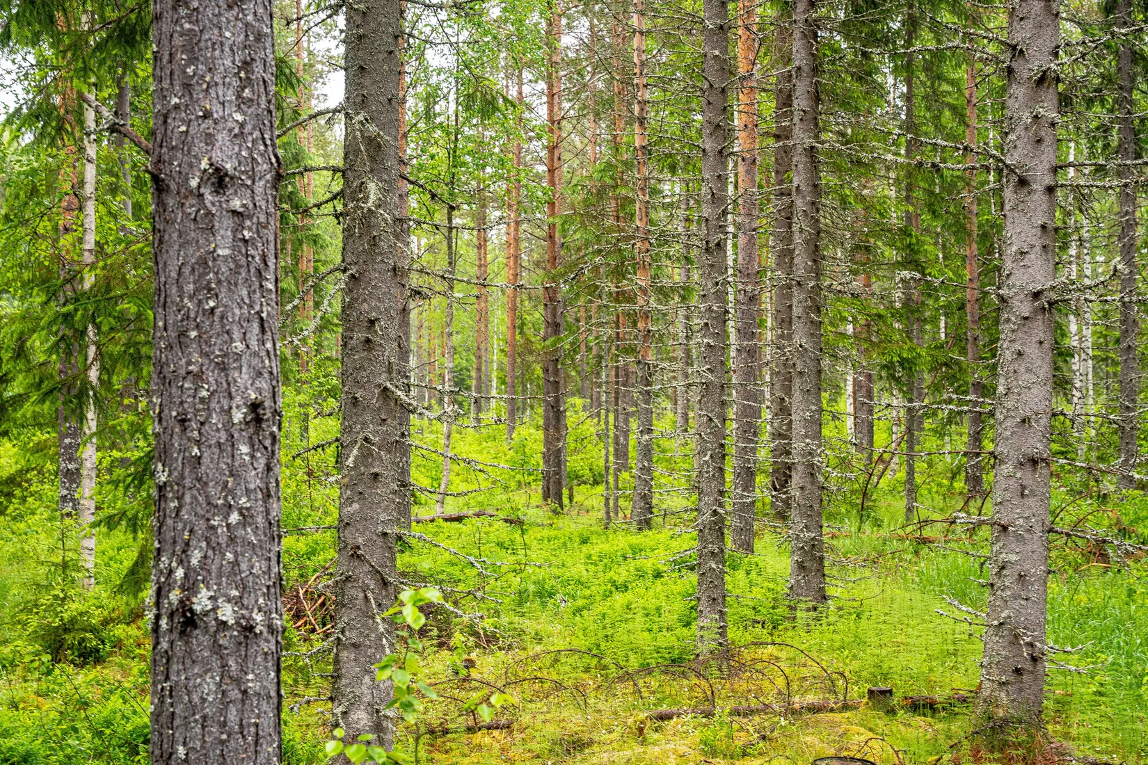 Gård/Skog, Örnsköldsvik Norrgissjö 3:5, Norrgissjö, Örnsköldsvik