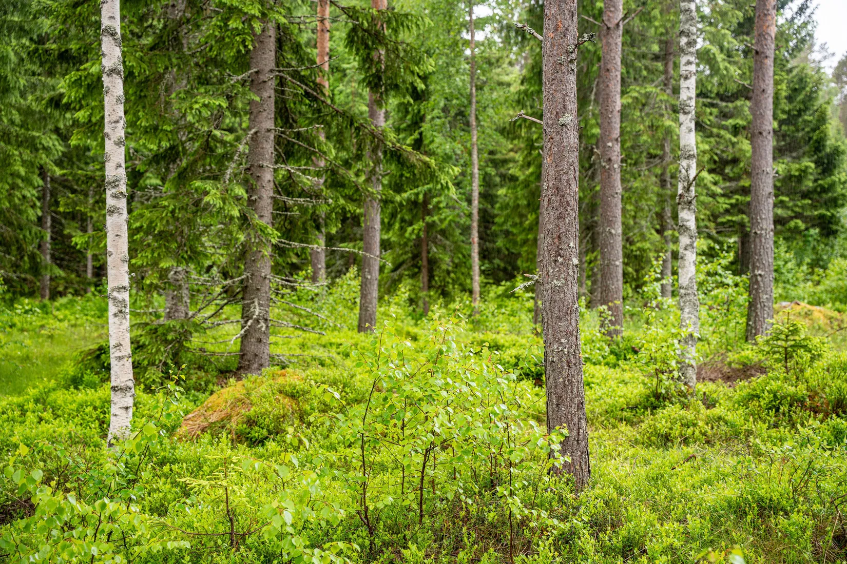 Gård/Skog, Örnsköldsvik Norrgissjö 3:5, Norrgissjö, Örnsköldsvik