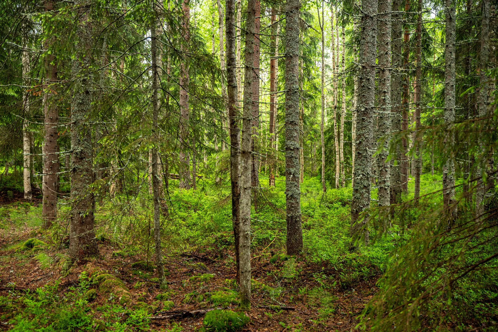 Gård/Skog, Örnsköldsvik Norrgissjö 3:5, Norrgissjö, Örnsköldsvik