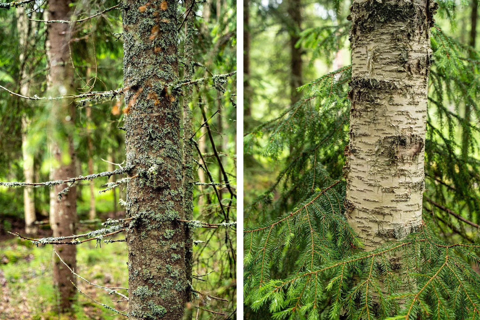 Gård/Skog, Örnsköldsvik Norrgissjö 3:5, Norrgissjö, Örnsköldsvik