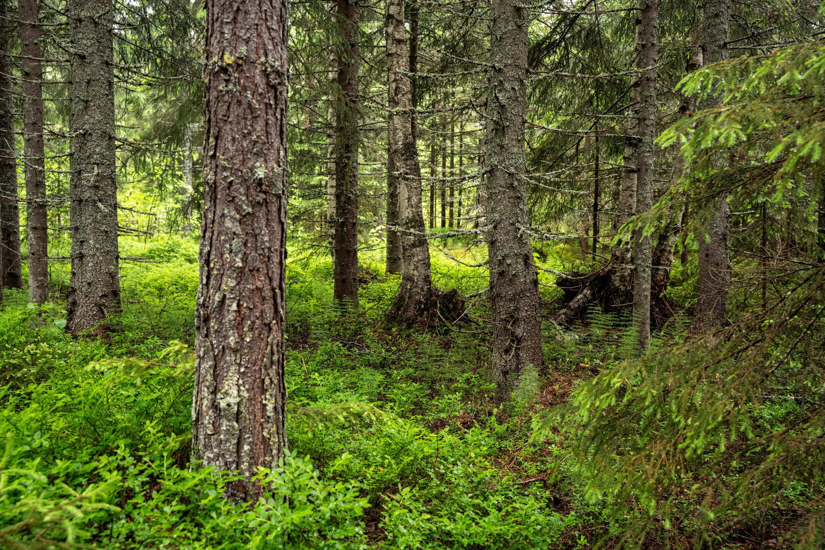Gård/Skog, Örnsköldsvik Norrgissjö 3:5, Norrgissjö, Örnsköldsvik