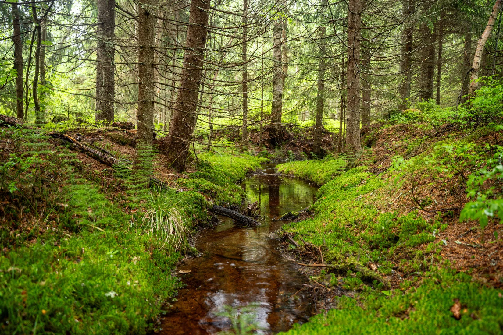 Gård/Skog, Örnsköldsvik Norrgissjö 3:5, Norrgissjö, Örnsköldsvik