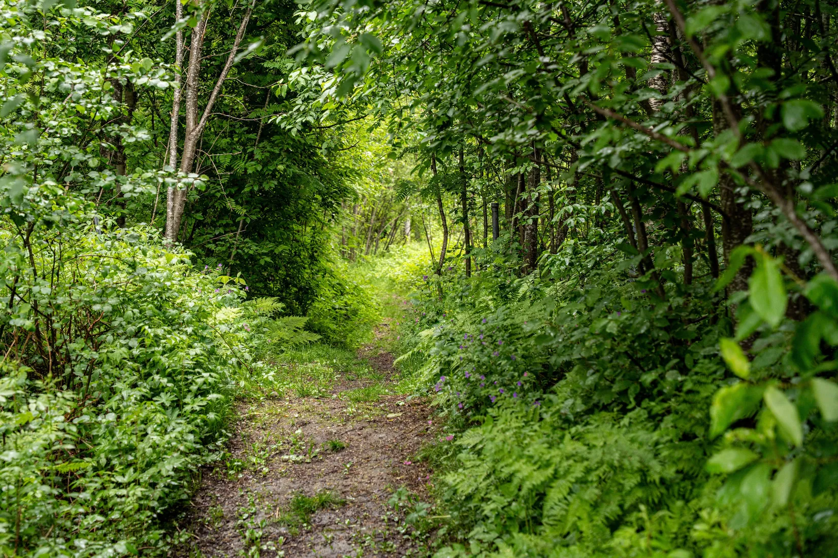 Gård/Skog, Örnsköldsvik Norrgissjö 17:1, Norrgissjö, Örnsköldsvik