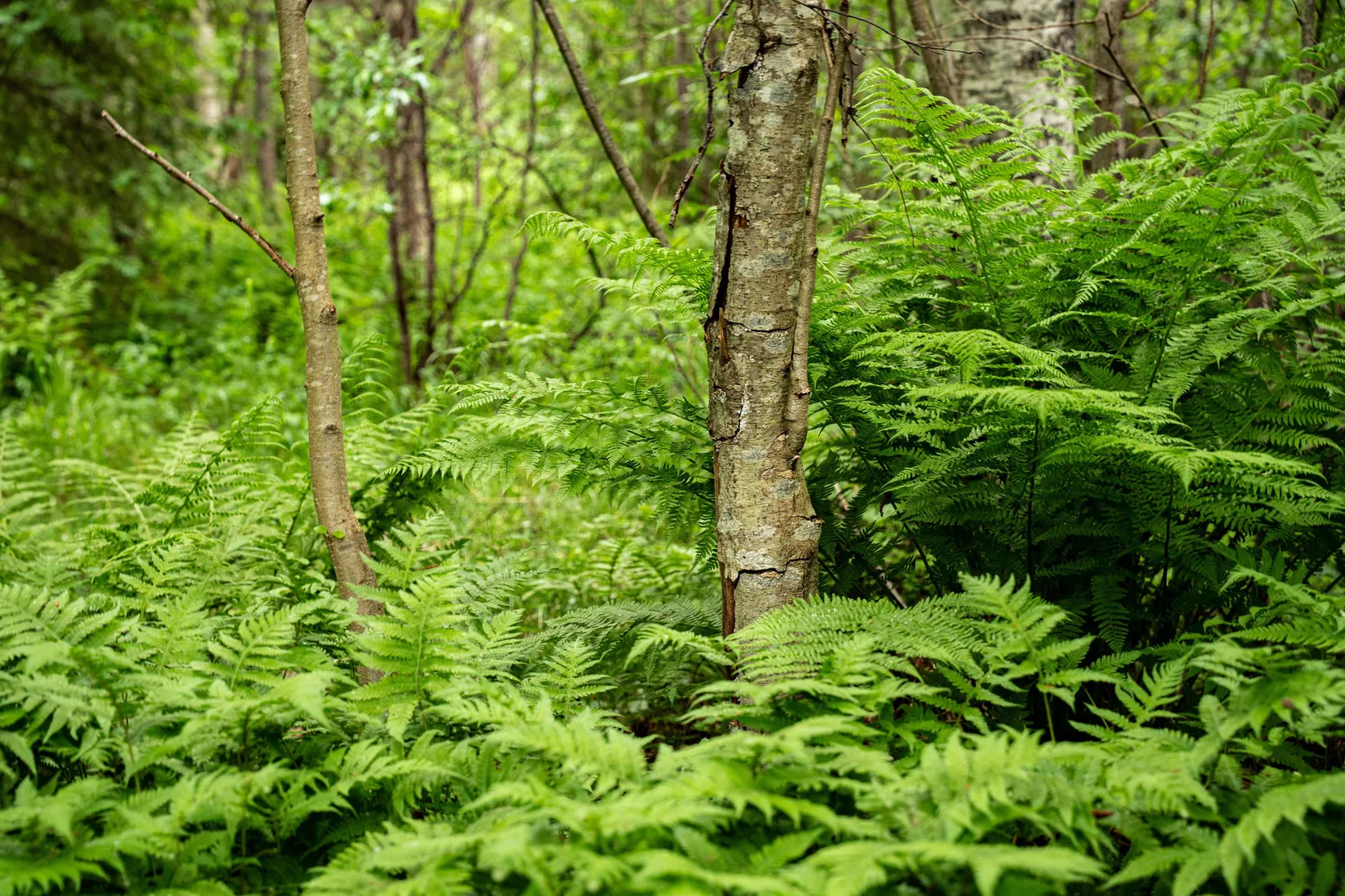 Gård/Skog, Örnsköldsvik Norrgissjö 17:1, Norrgissjö, Örnsköldsvik