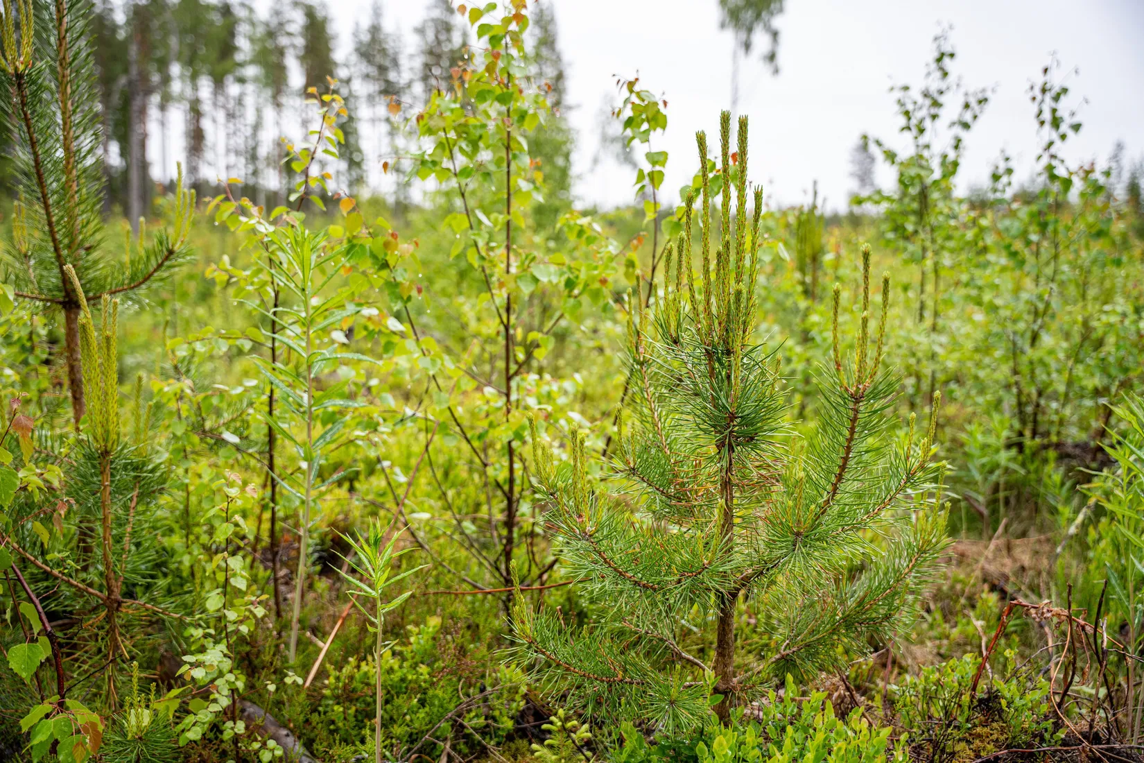 Gård/Skog, Örnsköldsvik Norrgissjö 17:1, Norrgissjö, Örnsköldsvik