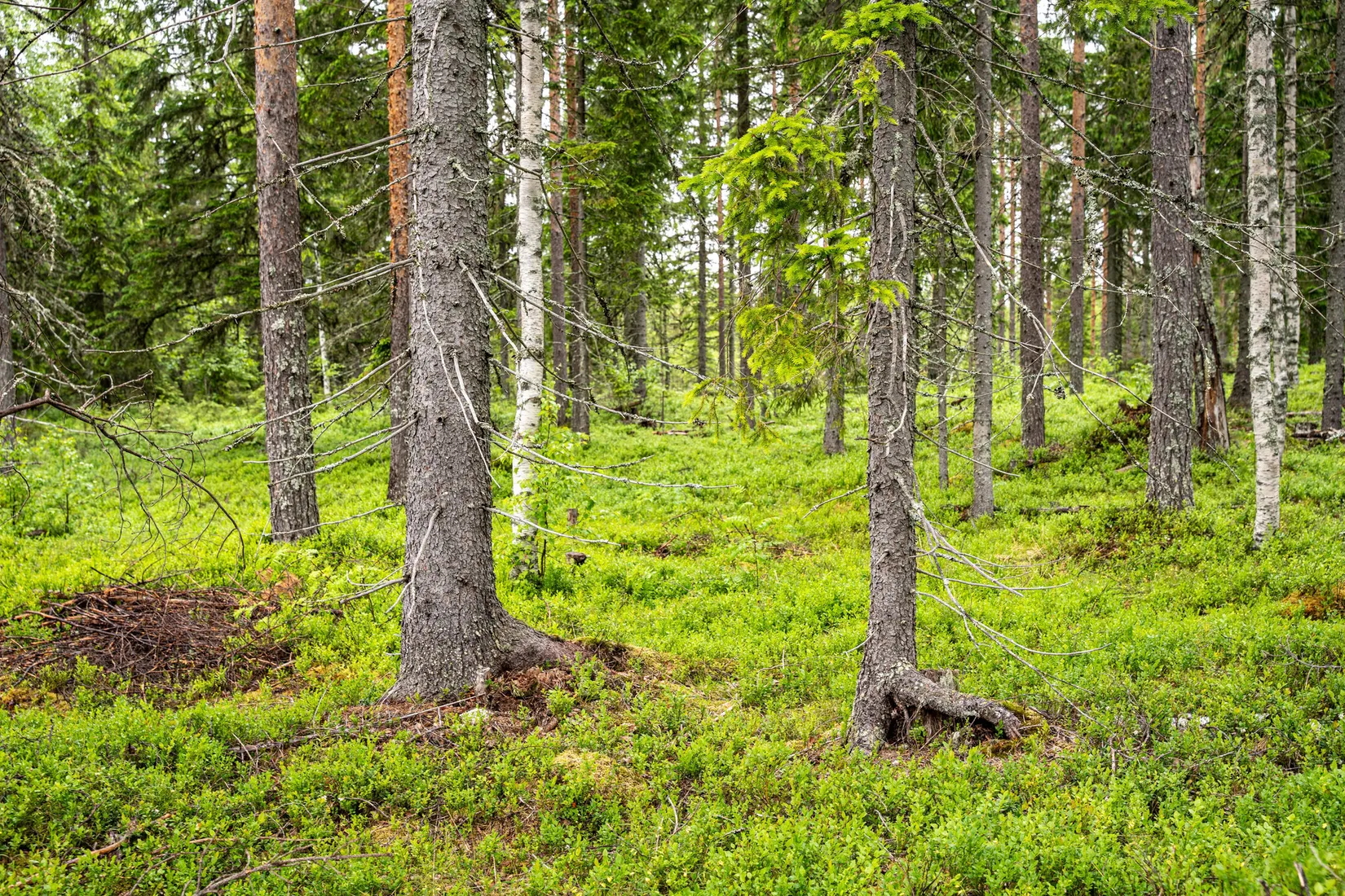 Gård/Skog, Örnsköldsvik Norrgissjö 17:1, Norrgissjö, Örnsköldsvik