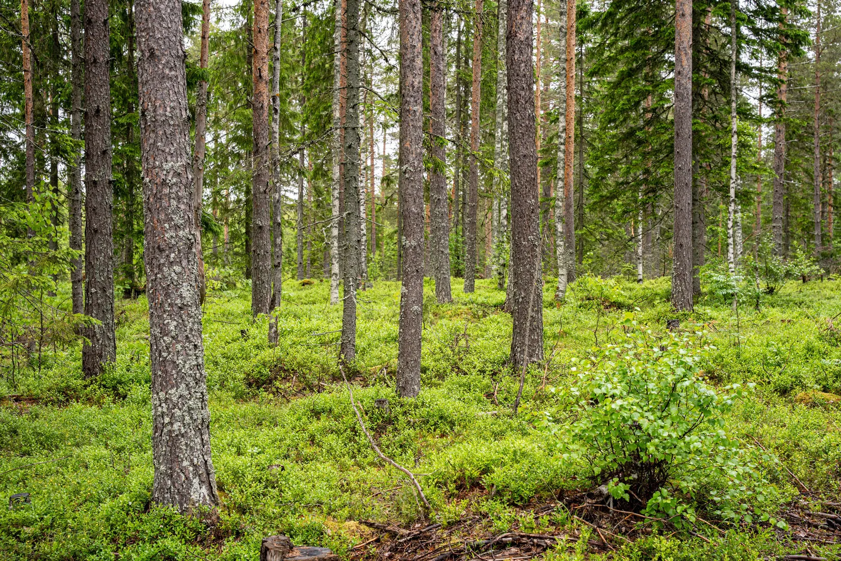 Gård/Skog, Örnsköldsvik Norrgissjö 17:1, Norrgissjö, Örnsköldsvik