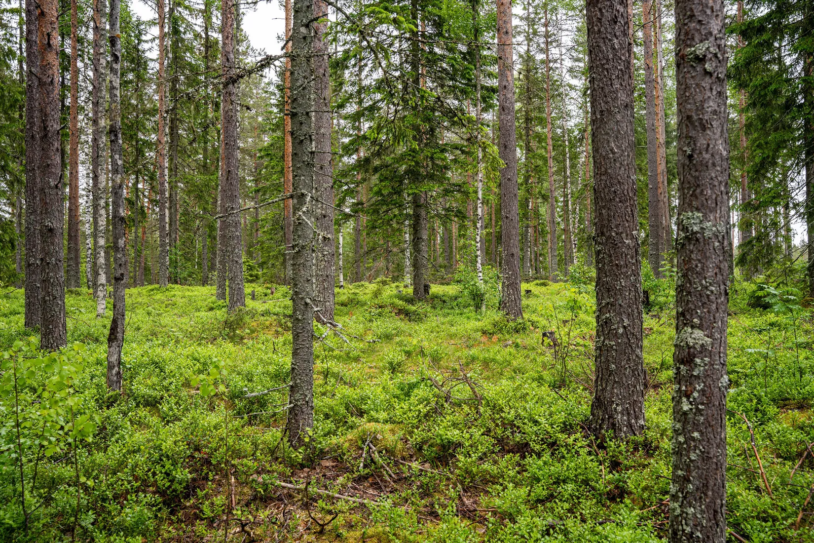 Gård/Skog, Örnsköldsvik Norrgissjö 17:1, Norrgissjö, Örnsköldsvik