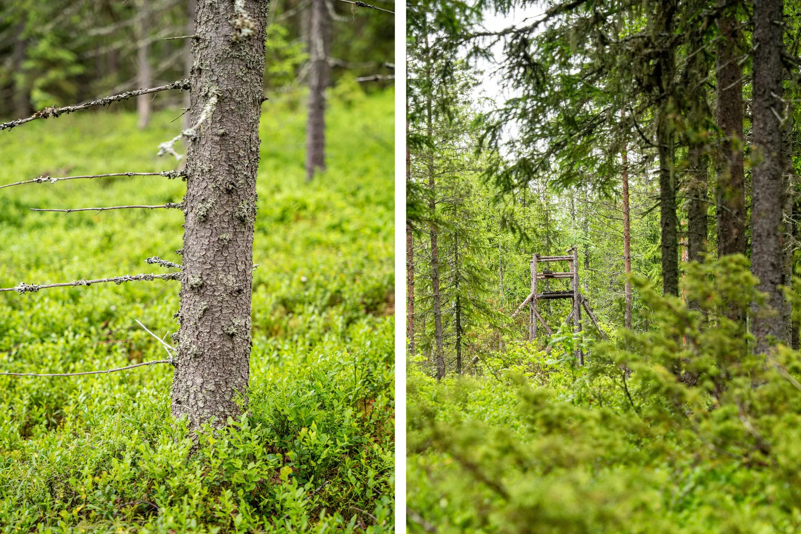 Gård/Skog, Örnsköldsvik Norrgissjö 17:1, Norrgissjö, Örnsköldsvik