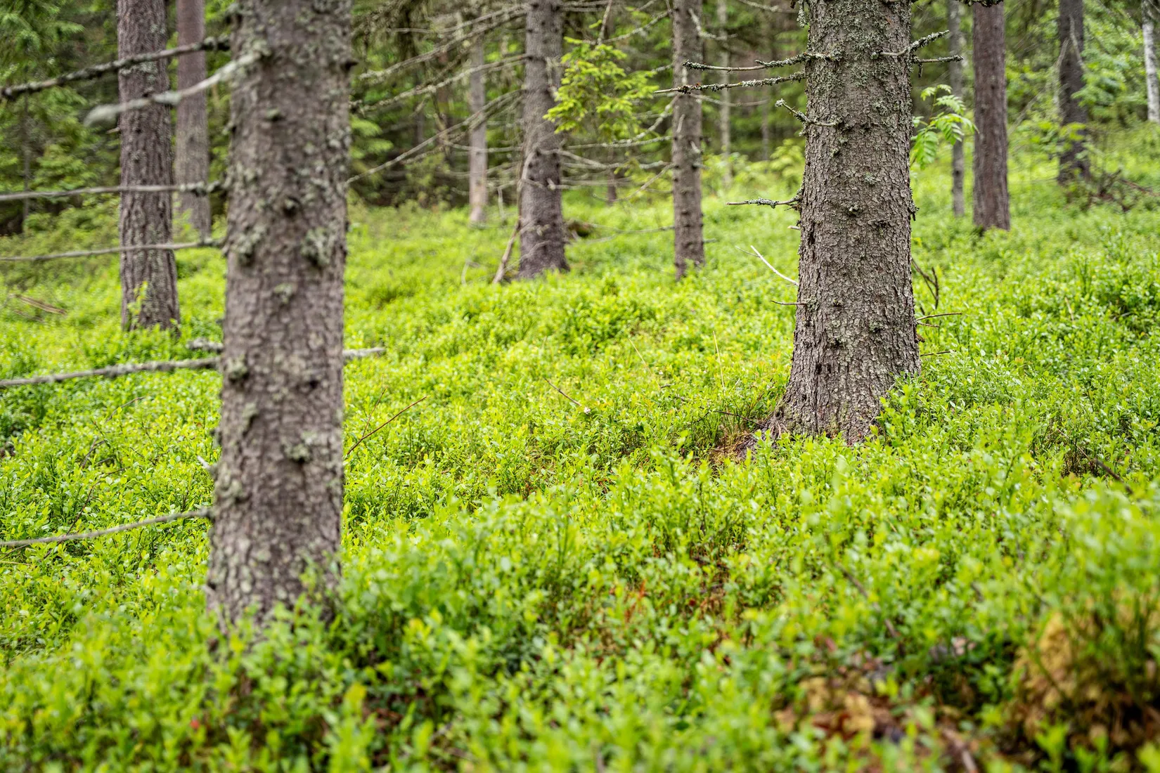 Gård/Skog, Örnsköldsvik Norrgissjö 17:1, Norrgissjö, Örnsköldsvik