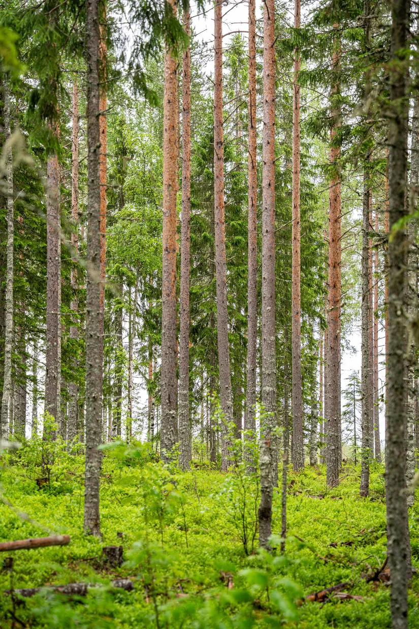 Gård/Skog, Örnsköldsvik Norrgissjö 17:1, Norrgissjö, Örnsköldsvik