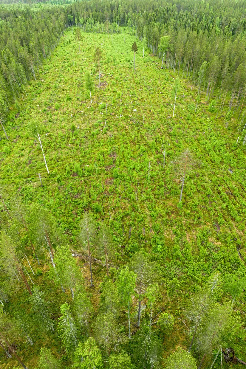 Gård/Skog, Örnsköldsvik Norrgissjö 17:1, Norrgissjö, Örnsköldsvik