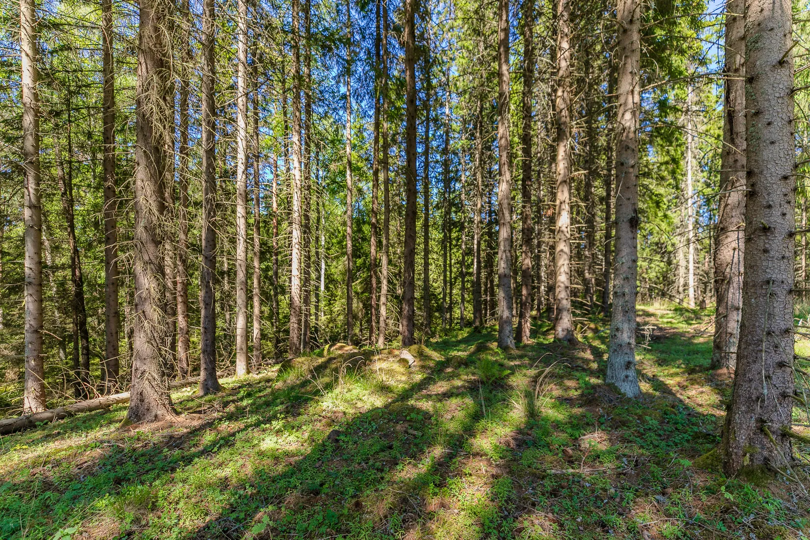 Gård/Skog, Lugnet 1, Rydsnäs, Ydre