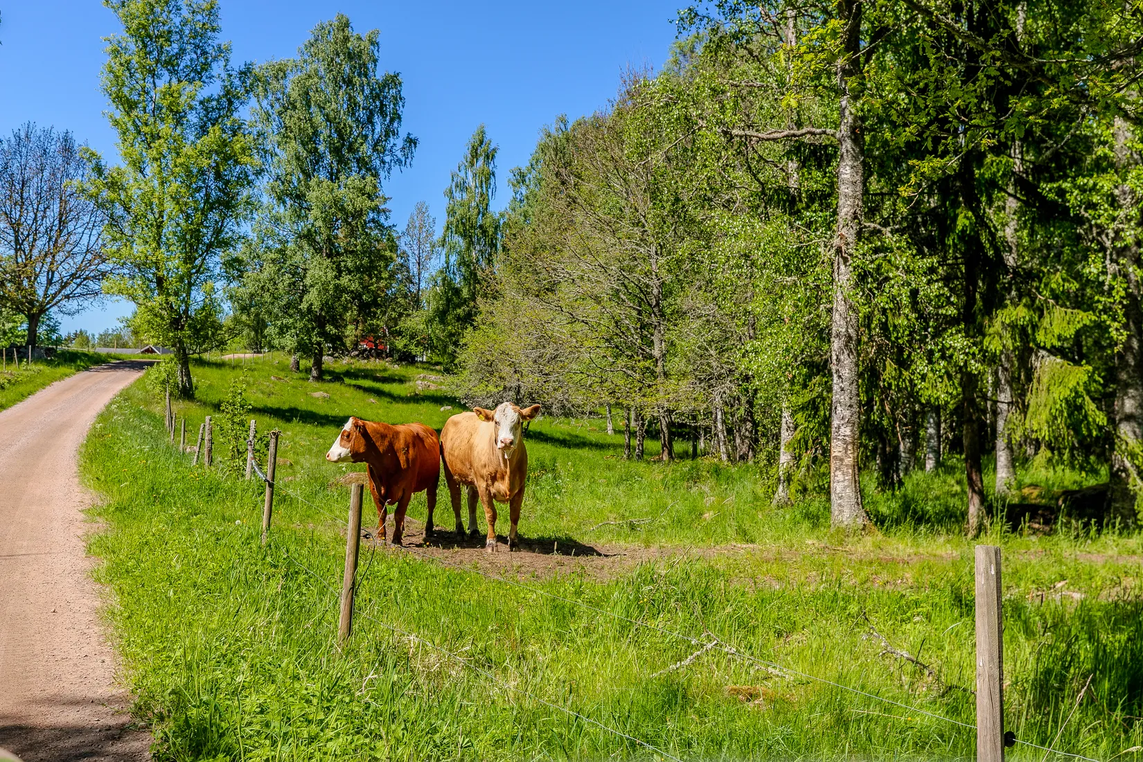 Gård/Skog, Lugnet 1, Rydsnäs, Ydre