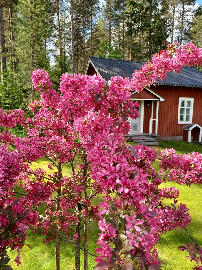 Gård/Skog, Ljusvattnet 211, Ljusvattnet, Skellefteå