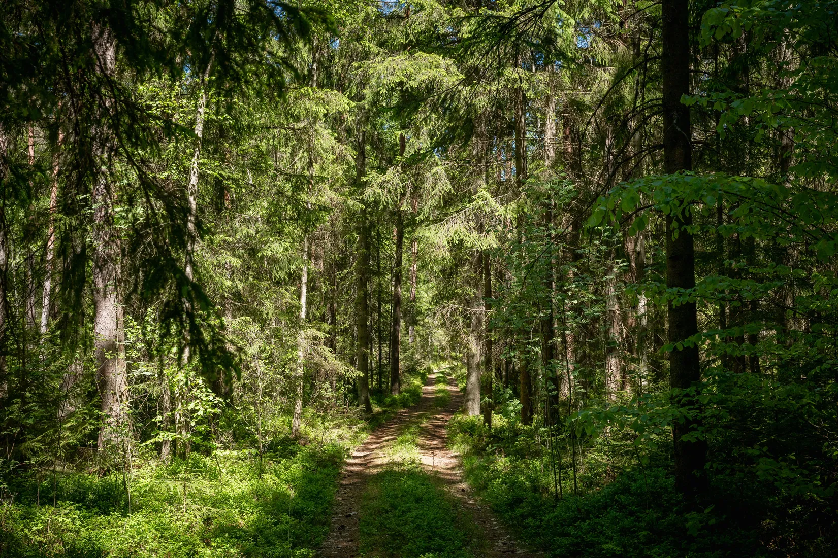 Gård/Skog, Norra Rågeboda 1161, Norra Rågeboda, Osby