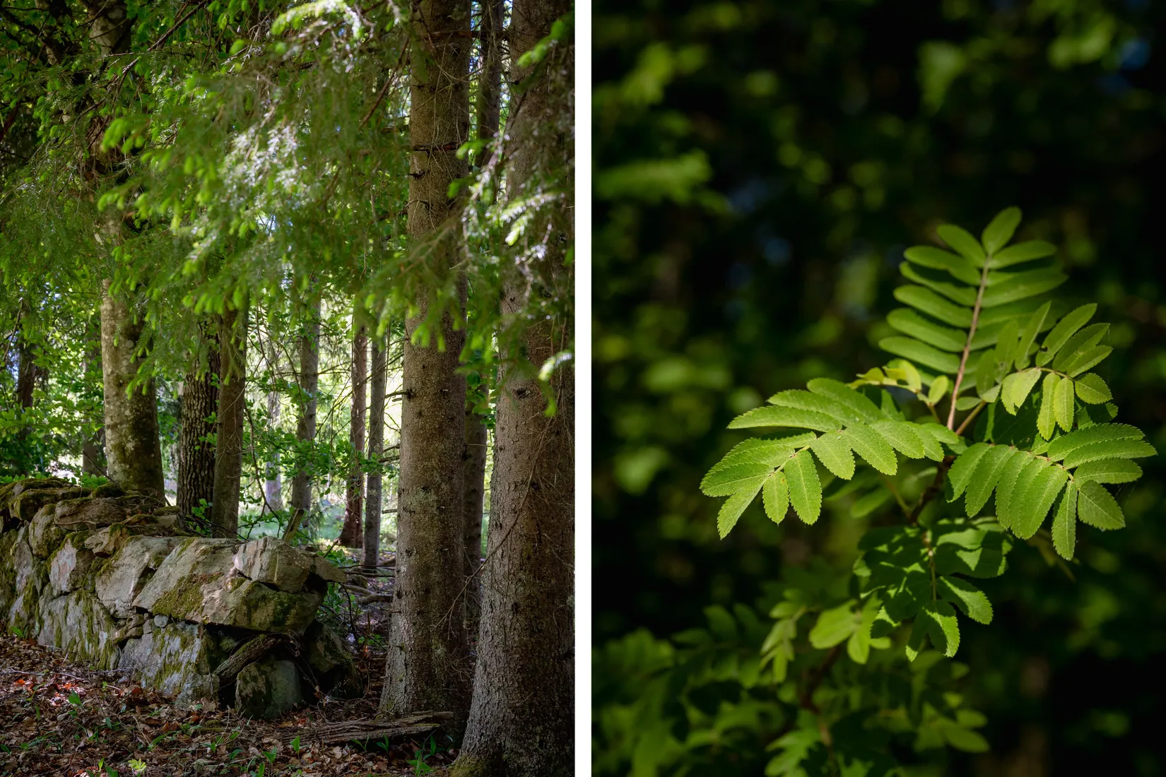 Gård/Skog, Norra Rågeboda 1161, Norra Rågeboda, Osby