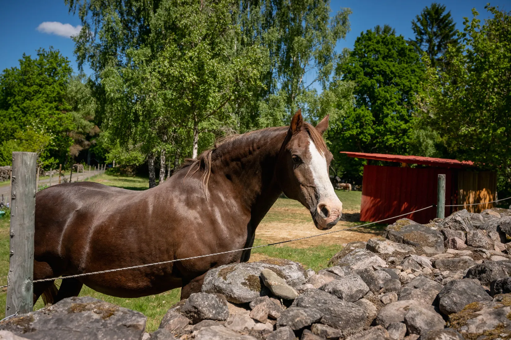 Gård/Skog, Norra Rågeboda 1161, Norra Rågeboda, Osby