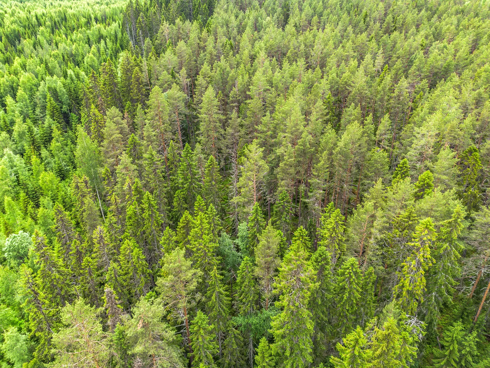 Gård/Skog, Holmsta 128, Sollefteå