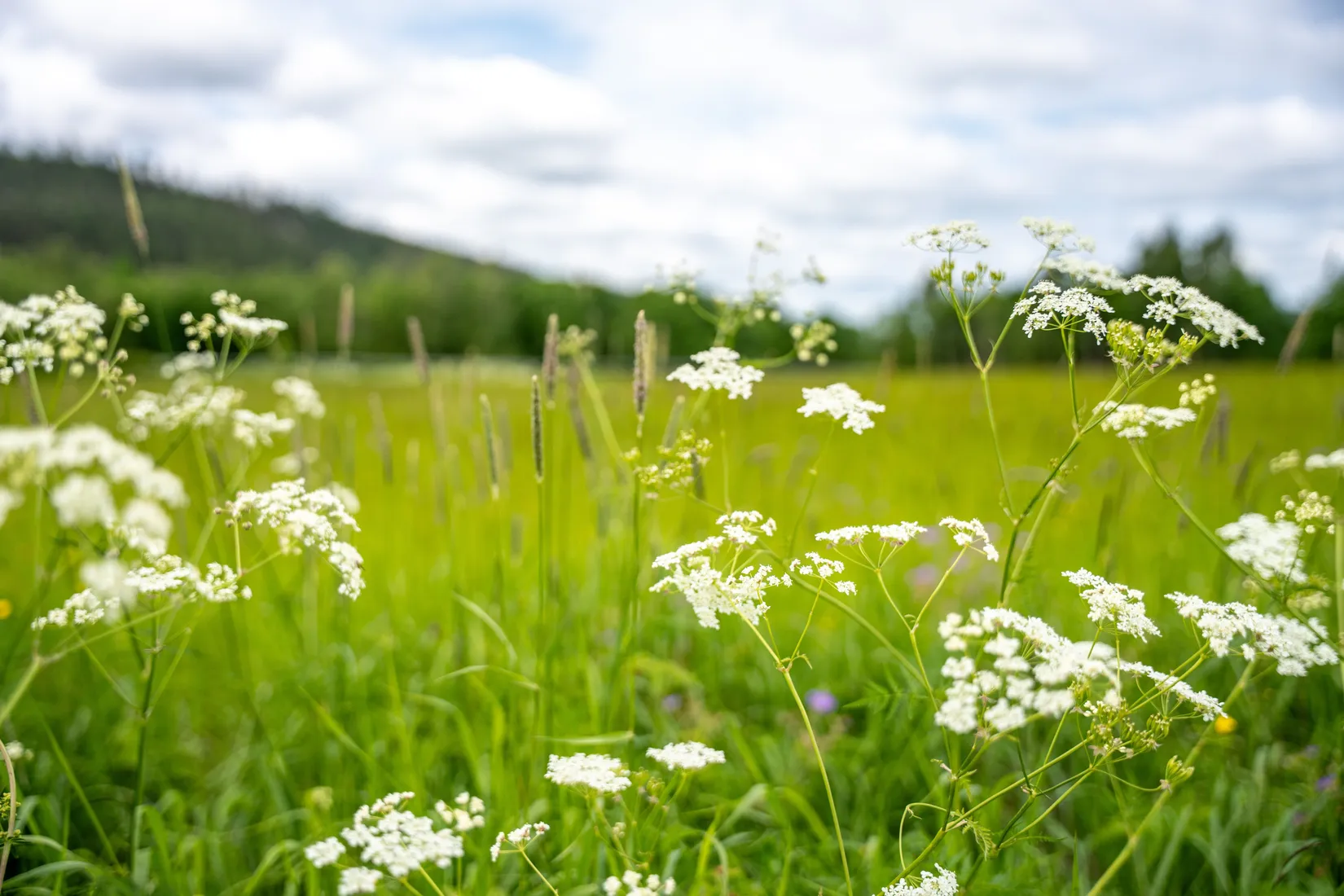 Gård/Skog, Holmsta 128, Sollefteå