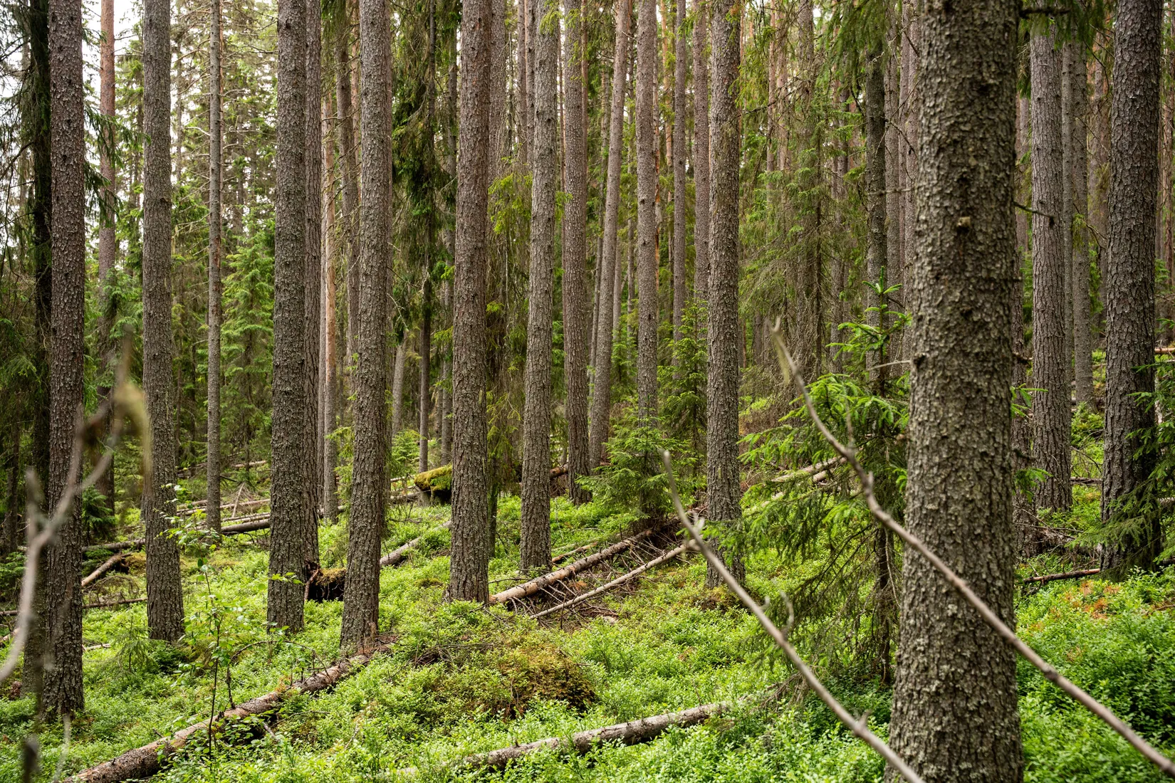 Gård/Skog, Holmsta 128, Sollefteå