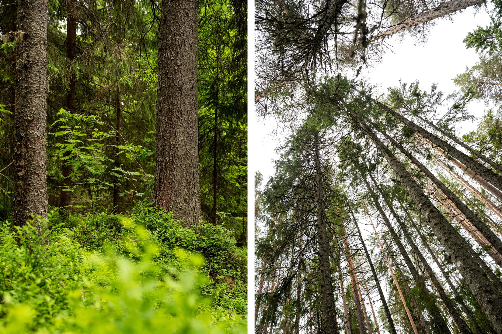 Gård/Skog, Holmsta 128, Sollefteå