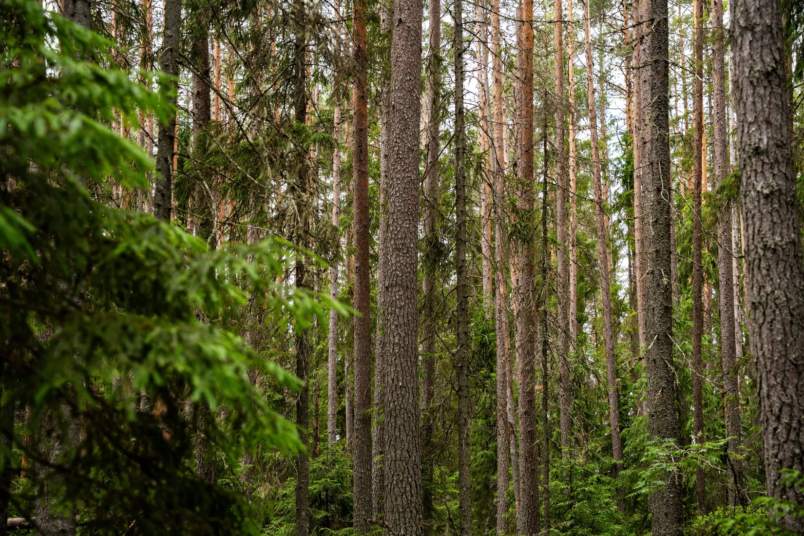 Gård/Skog, Holmsta 128, Sollefteå
