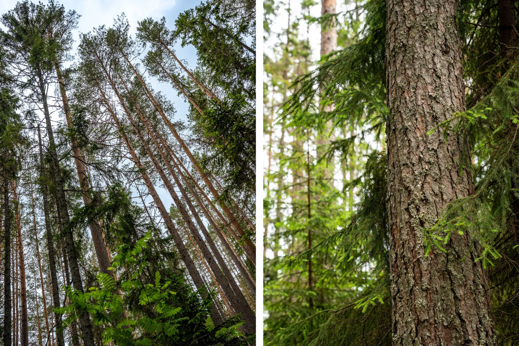 Gård/Skog, Holmsta 128, Sollefteå