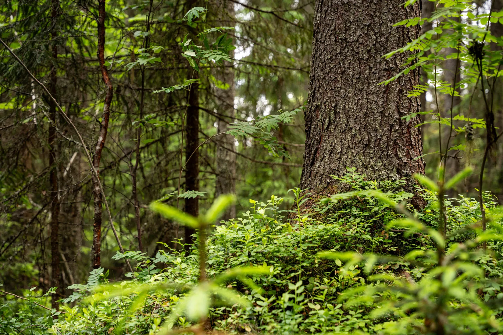 Gård/Skog, Holmsta 128, Sollefteå