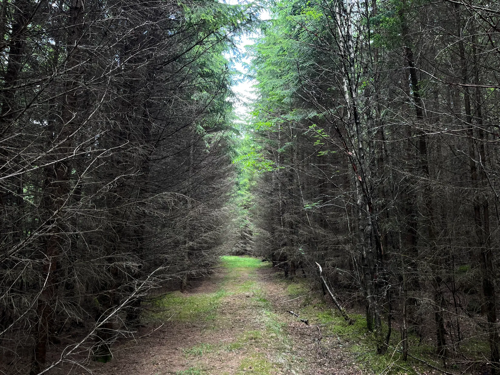 Gård/Skog, Dalen 1, Svenljunga