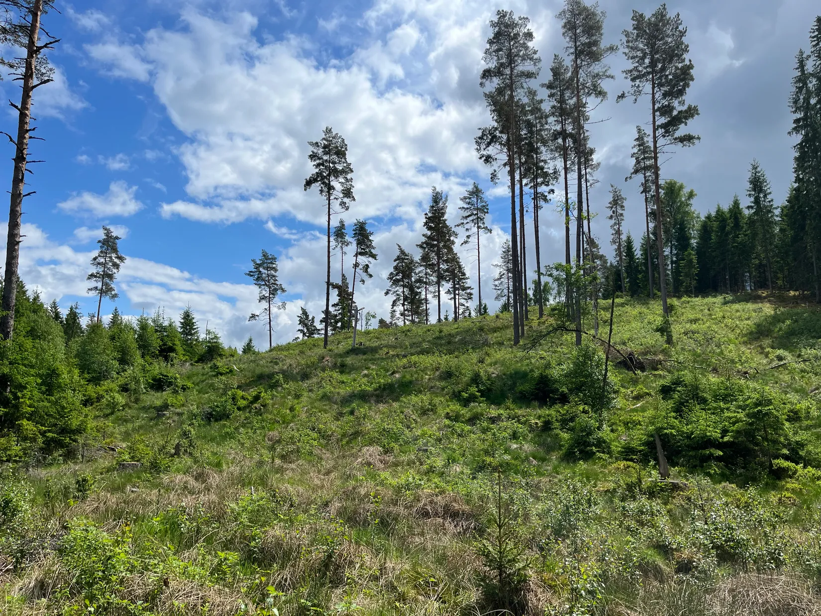 Gård/Skog, Dalen 1, Svenljunga