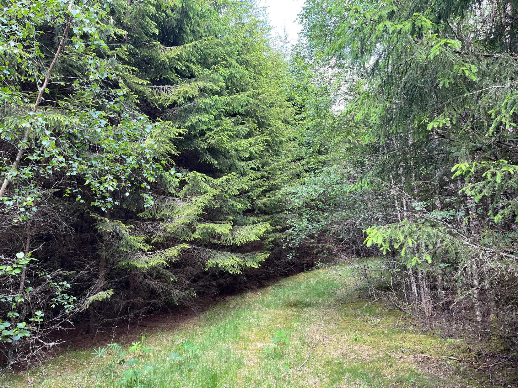 Gård/Skog, Dalen 1, Svenljunga