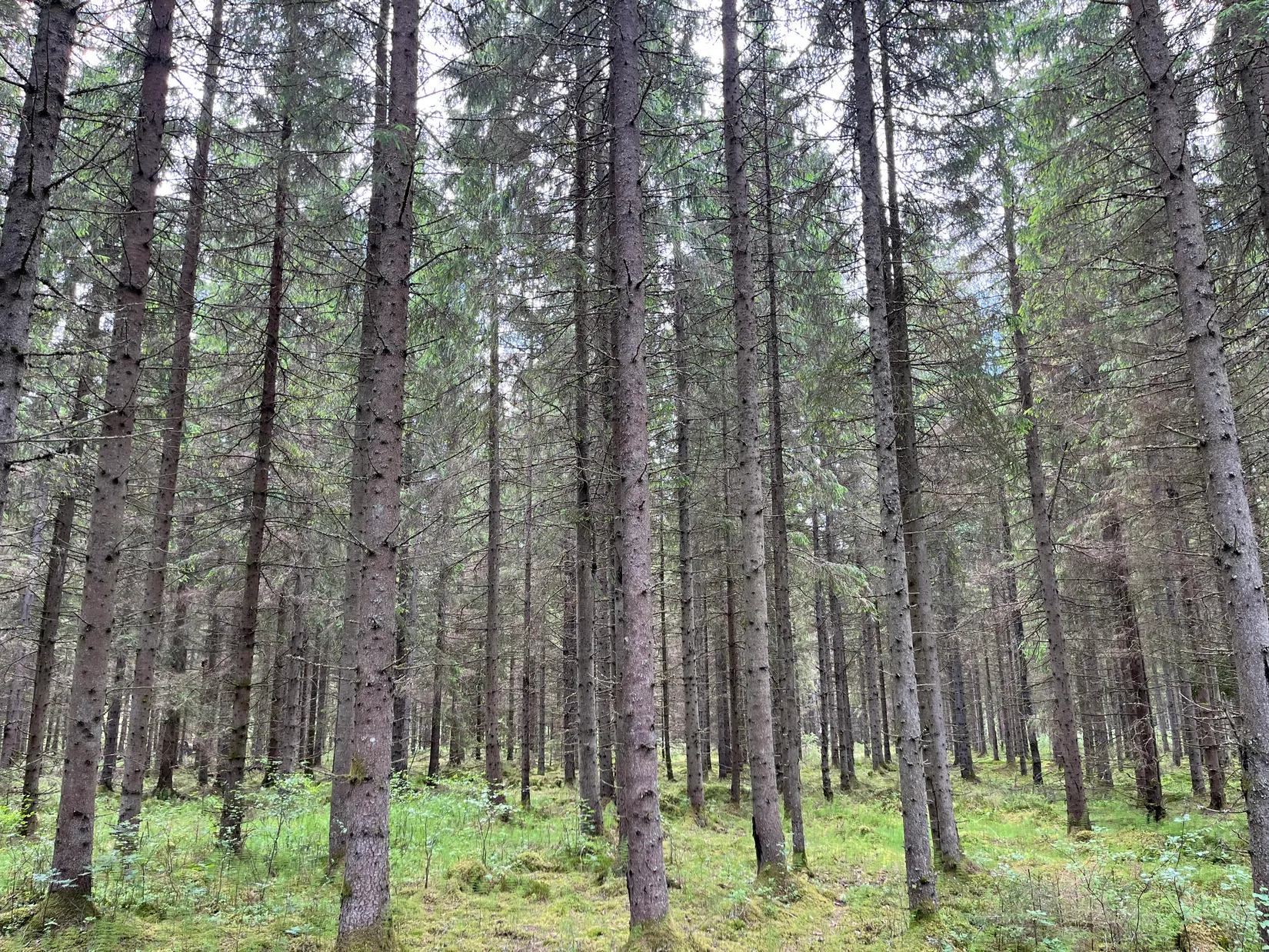 Gård/Skog, Dalen 1, Svenljunga