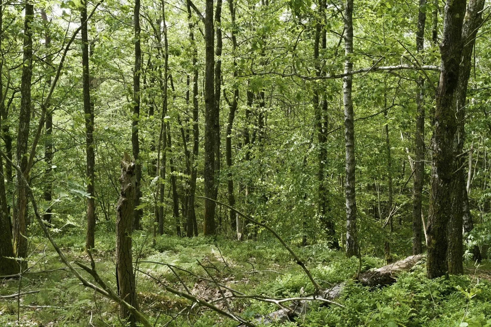 Villa, Rösetvägen - 1,2 Ha Herrgårdstomt / Exploateringsmark, Landvetter, Härryda