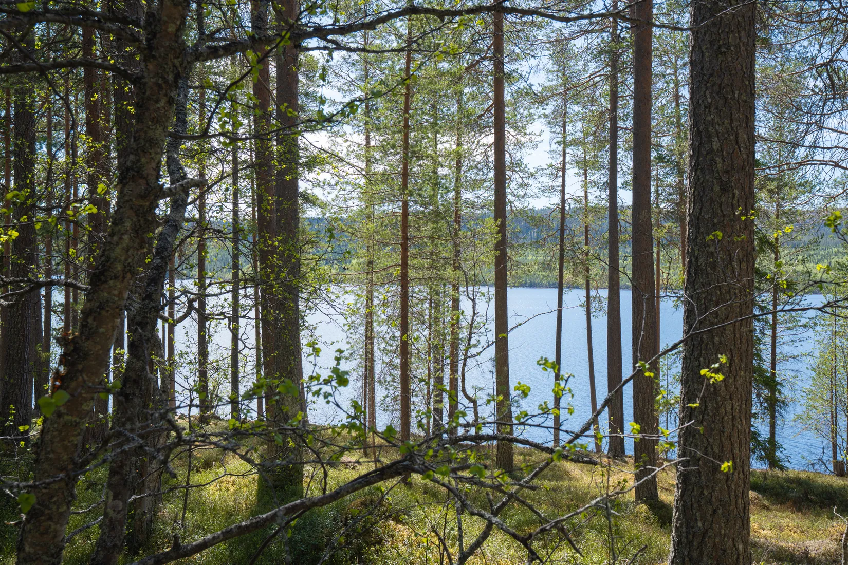 Tomt, Tomt vid Lofssjön, Härjedalen