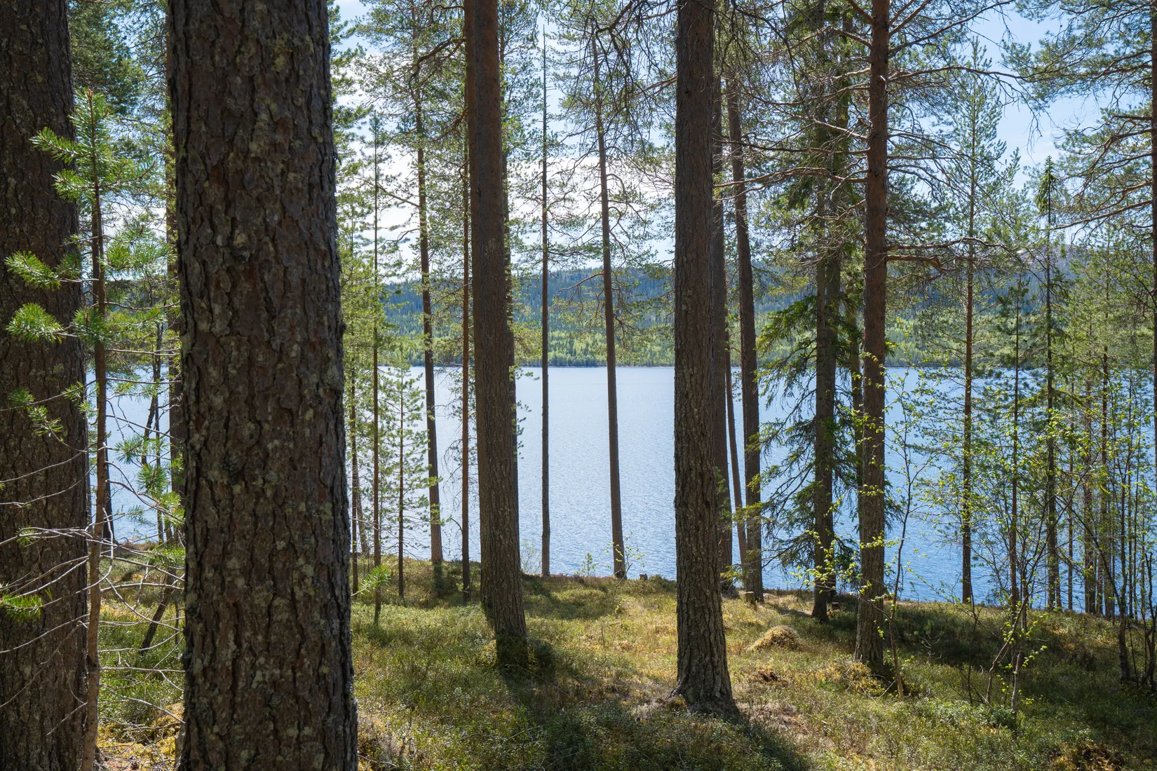Tomt, Tomt vid Lofssjön, Härjedalen
