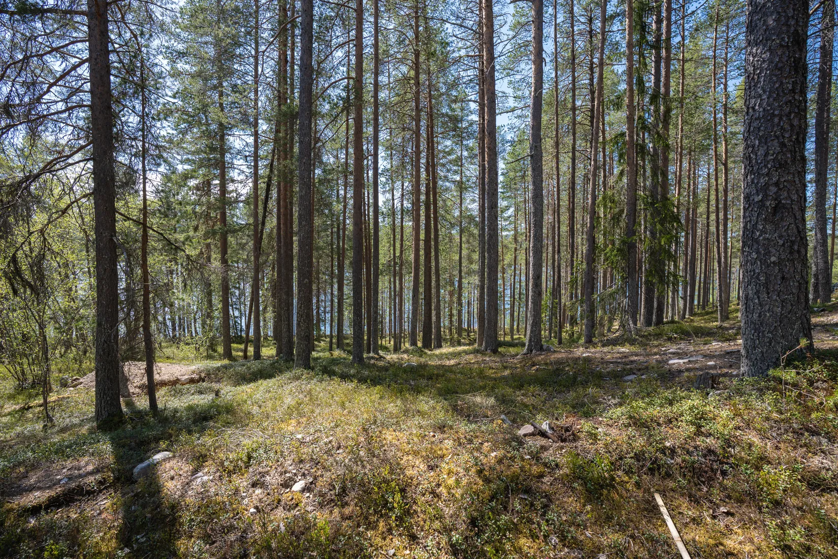 Tomt, Tomt vid Lofssjön, Härjedalen