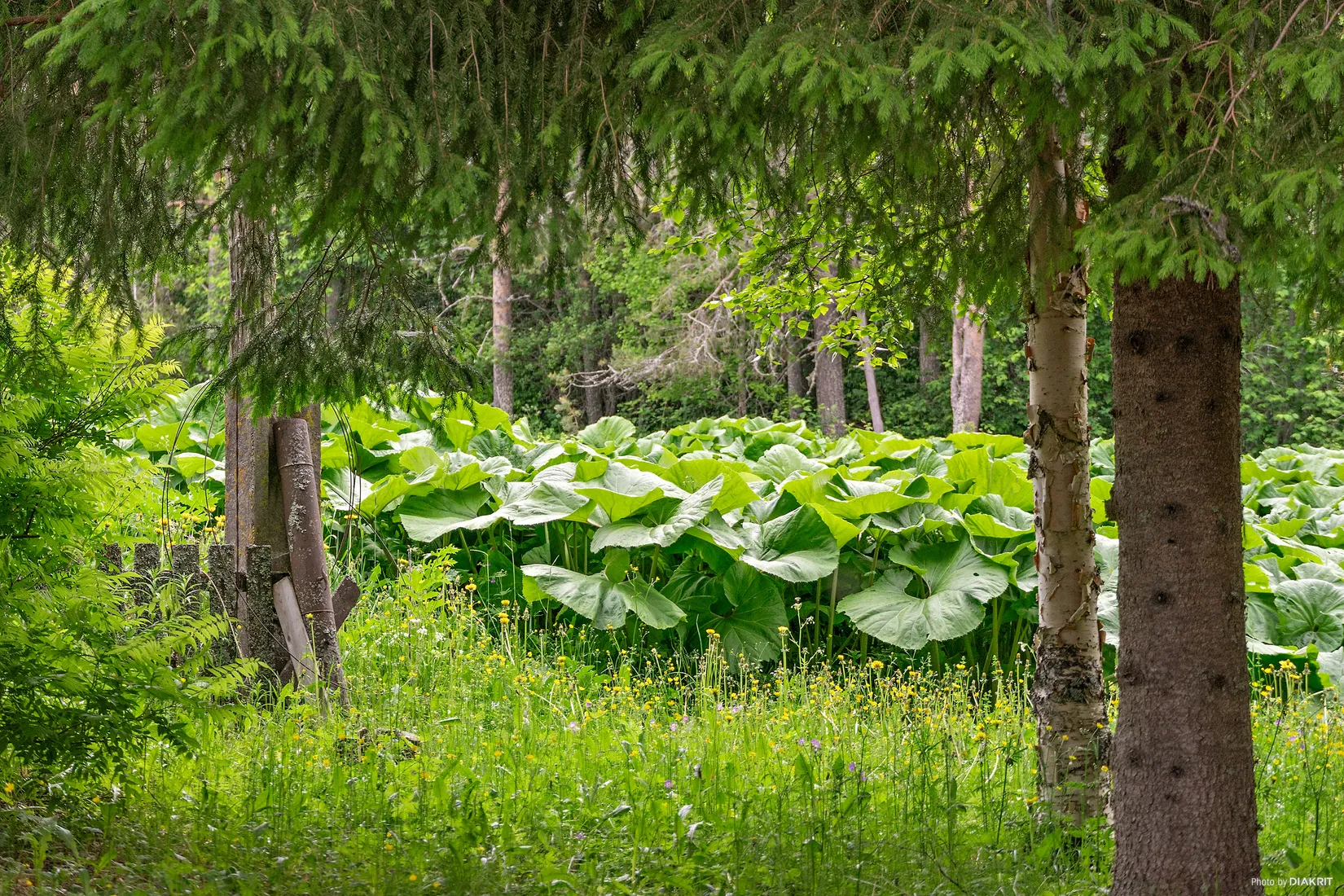 Övrigt, Lorås 420, Lorås, Strömsund