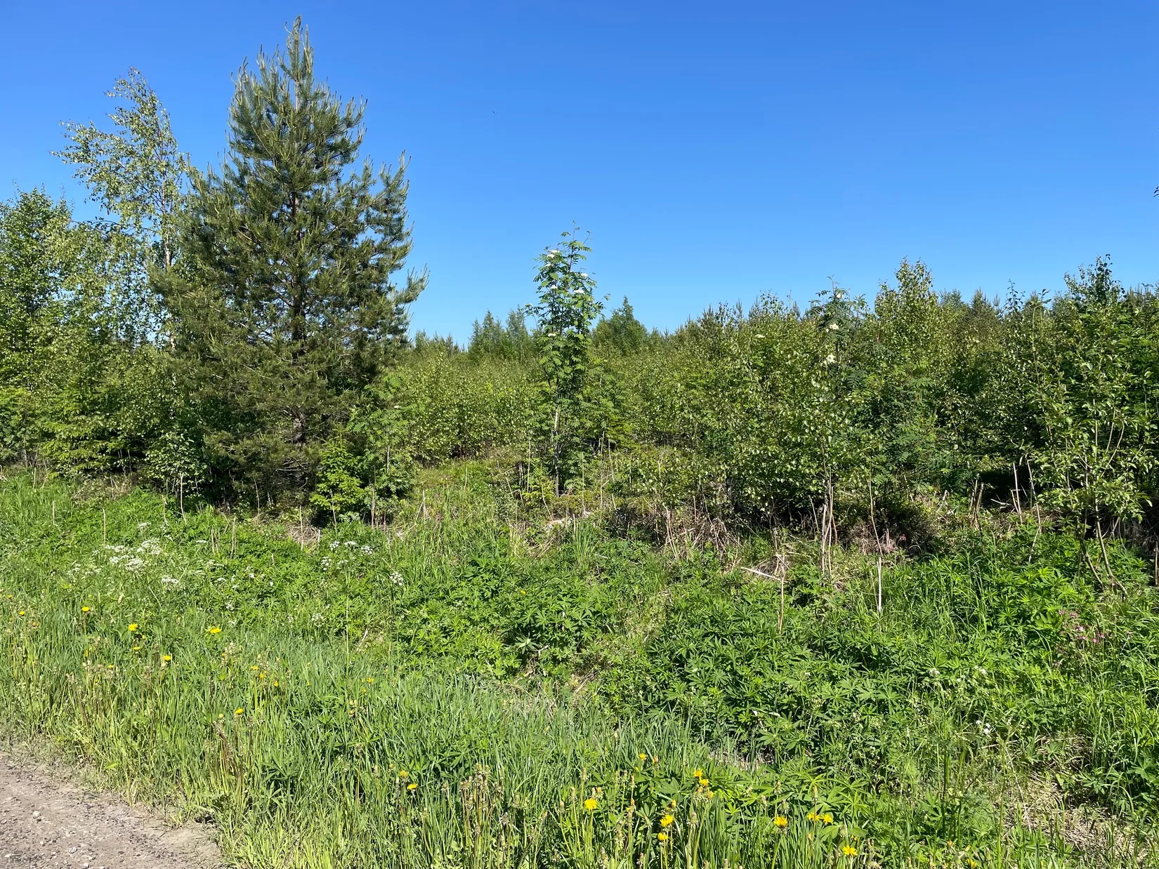 Tomt, Innertavle 364, Innertavle, Umeå