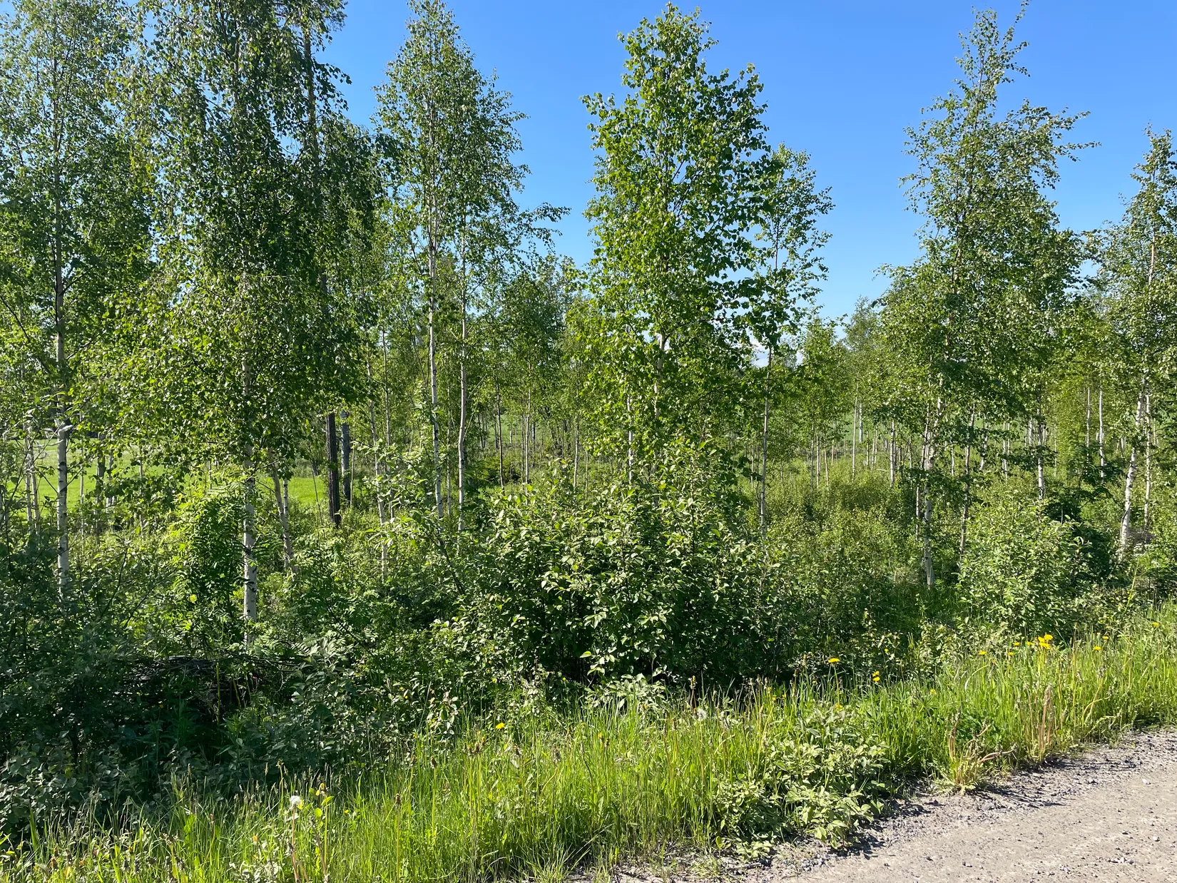Tomt, Innertavle 364, Innertavle, Umeå