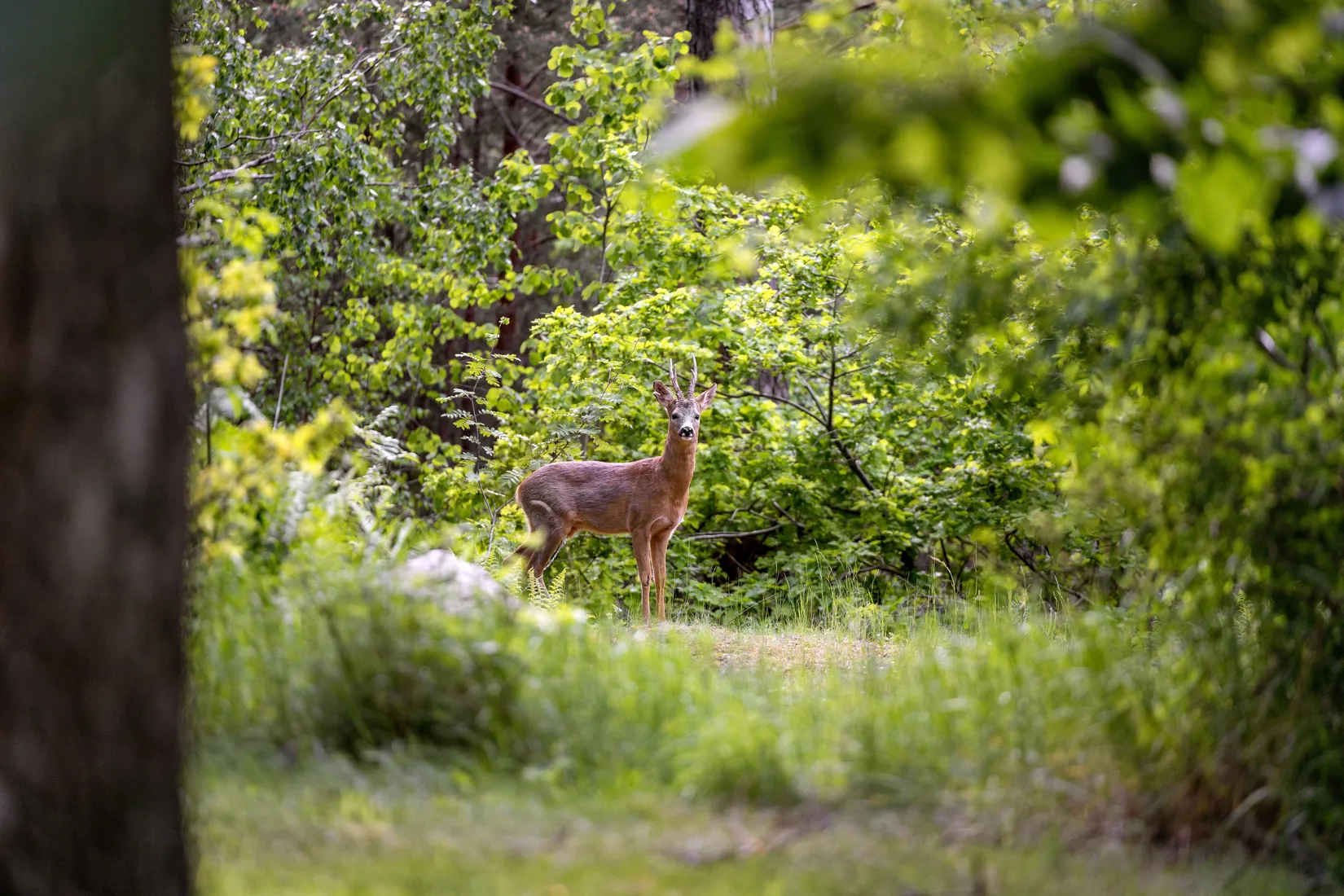 Bostadsrätt, Filarvägen 3, Kallhäll, Järfälla