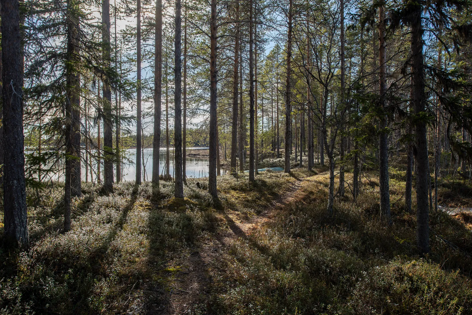 Gård/Skog, Tjärngård 1, Tjärngård, Malå
