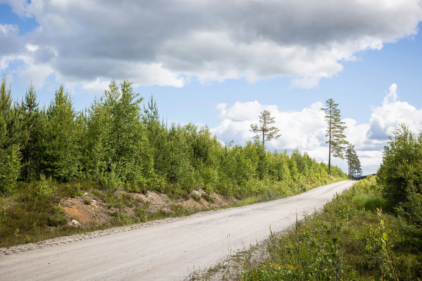 Gård/Skog, BOLLNÄS ARBRÅ KYRKBY 13:31, Arbrå, Bollnäs