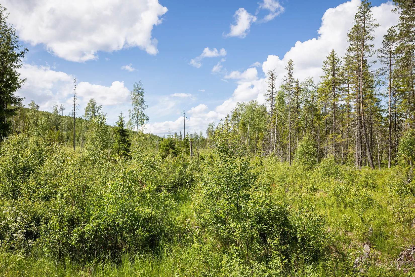 Gård/Skog, BOLLNÄS ARBRÅ KYRKBY 13:31, Arbrå, Bollnäs
