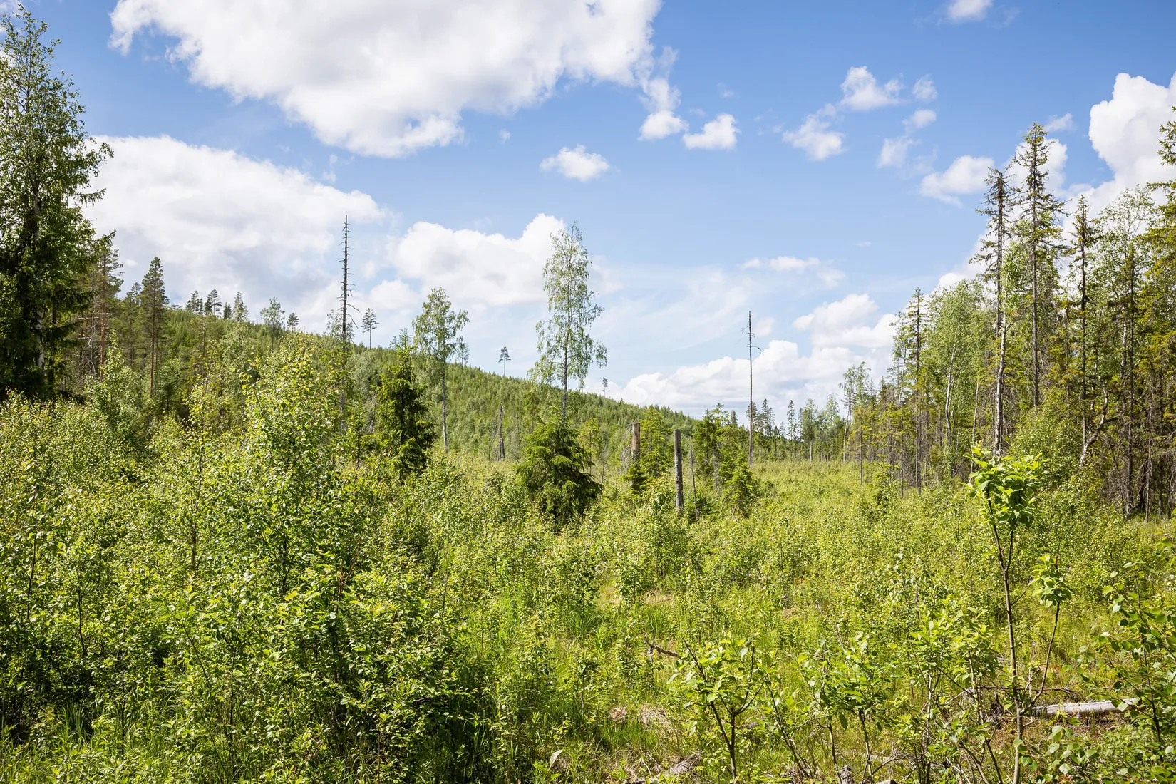 Gård/Skog, BOLLNÄS ARBRÅ KYRKBY 13:31, Arbrå, Bollnäs