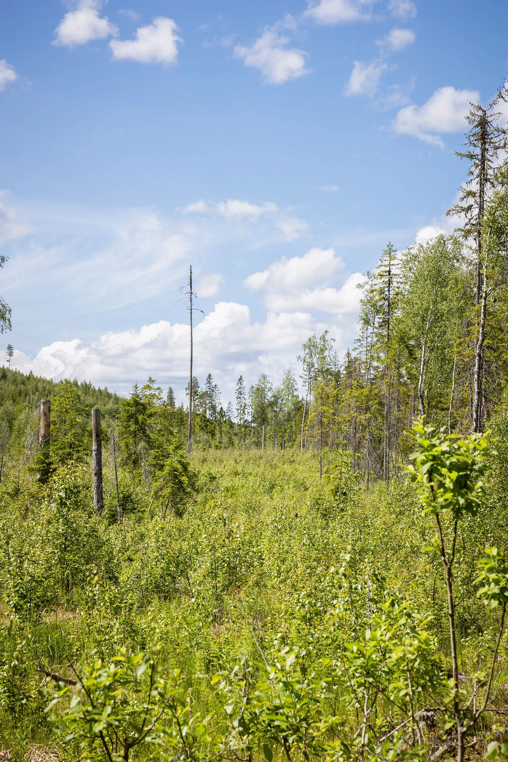Gård/Skog, BOLLNÄS ARBRÅ KYRKBY 13:31, Arbrå, Bollnäs